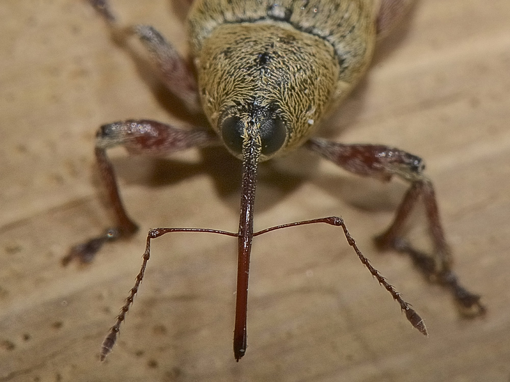 Curculio glandium